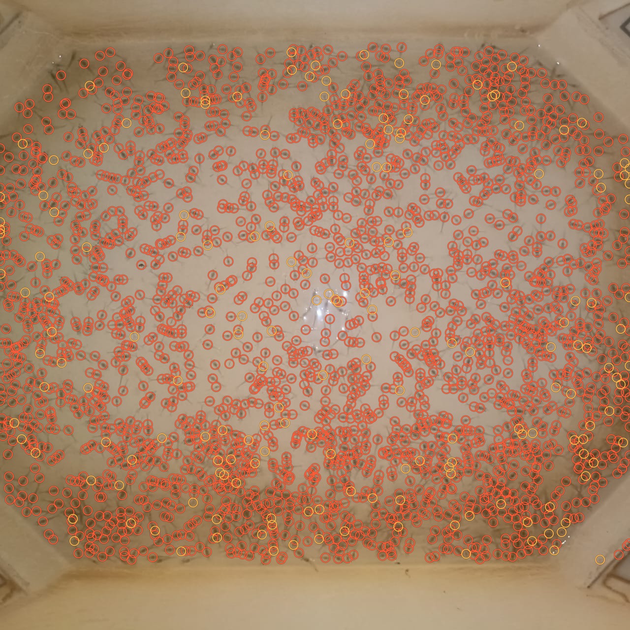A tray of post-larvae with every larva circled